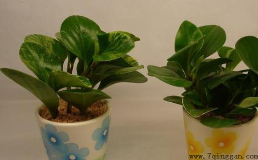 室内观叶植物种类多差异大 观叶植物的常见问题诊治