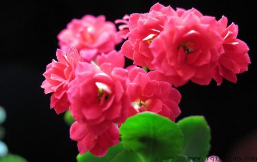 长寿花是什么？