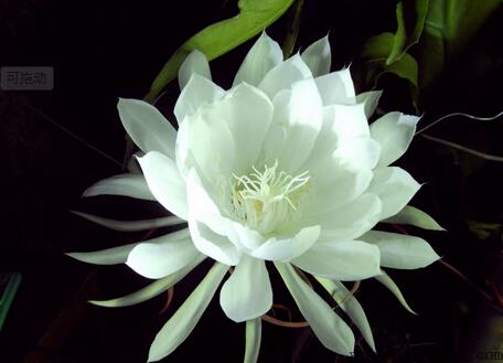 昙花对家居环境的影响