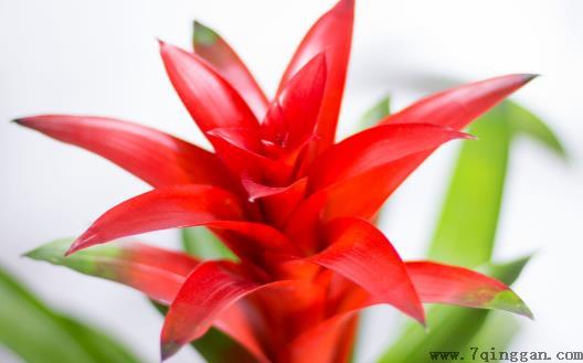 花卉的养殖注意事项 根据家居风水不同养殖不同的花卉
