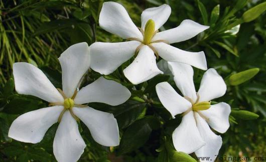 栀子花是什么？