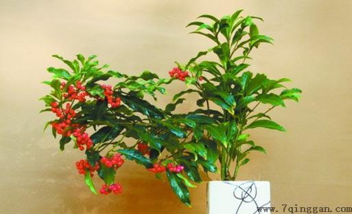 家庭养花 富贵籽养植技术分享