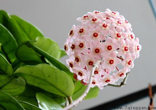 球兰与家居风格的搭配