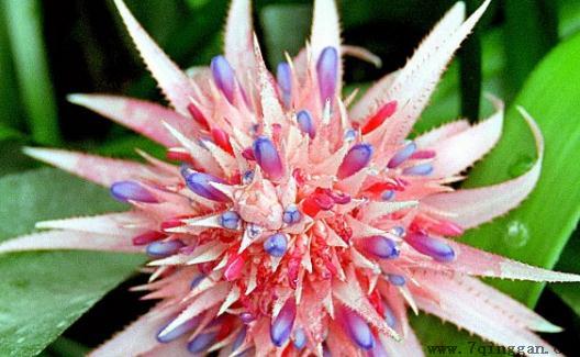 粉菠萝怎么养？