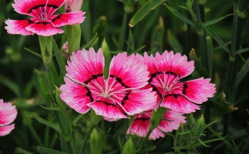 石竹是怎样的？