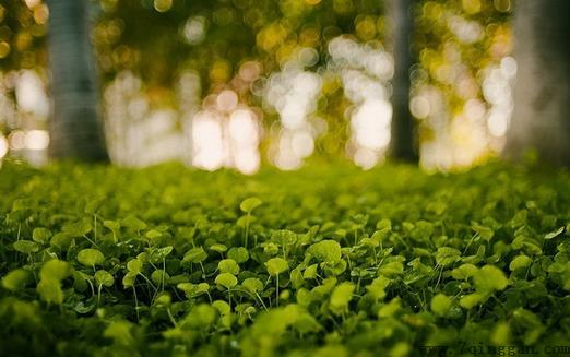 小心植物“报复”
