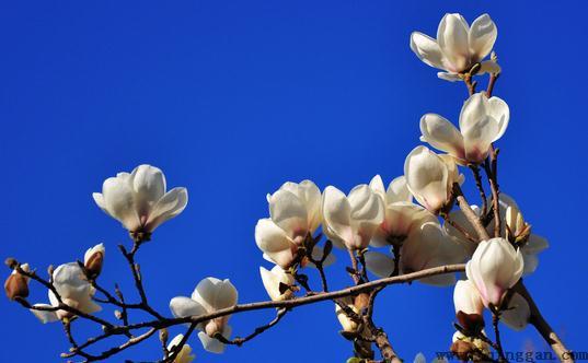 玉兰花什么时候开？