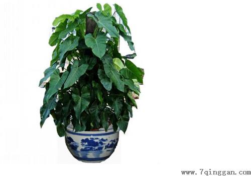 喜林芋的养殖方法