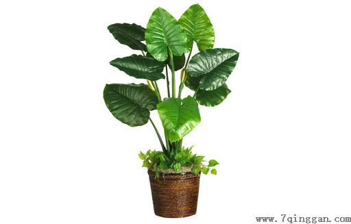 冬天如何种植滴水观音？