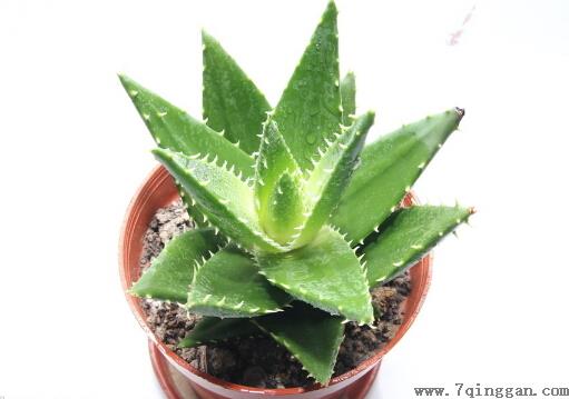 芦荟怎么养？