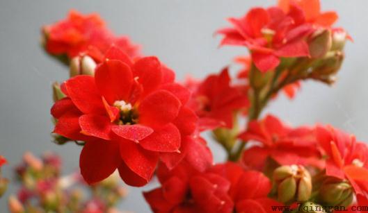 宫灯长寿花的养殖方法
