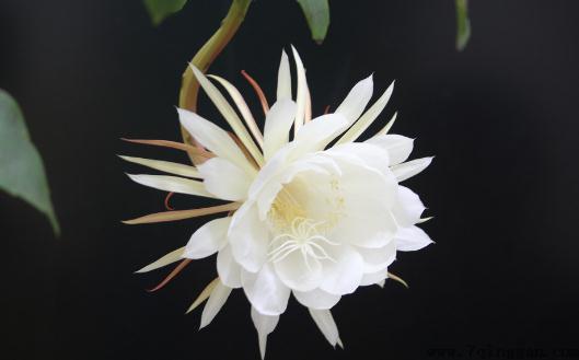 昙花是怎样的？