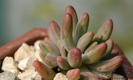 乙女心是什么？