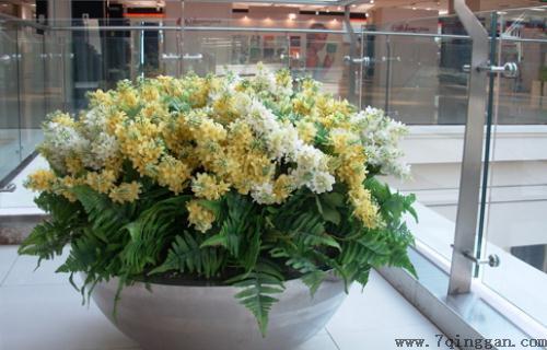什么花卉最适合在室内养？