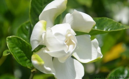 栀子花都有什么种类？