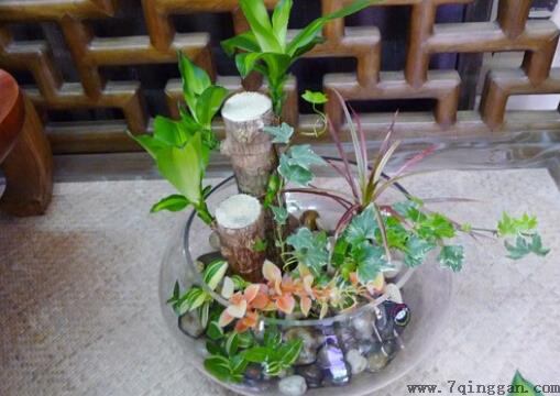 巴西木在家居中的作用