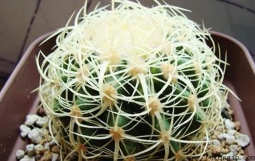 家里有异味 养这些不太起眼还能净化空气的绿色植物