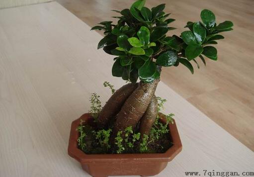 榕树盆景怎么养？