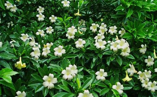 非洲茉莉是怎样的？