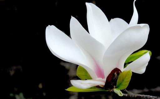 怎么养玉兰花更美