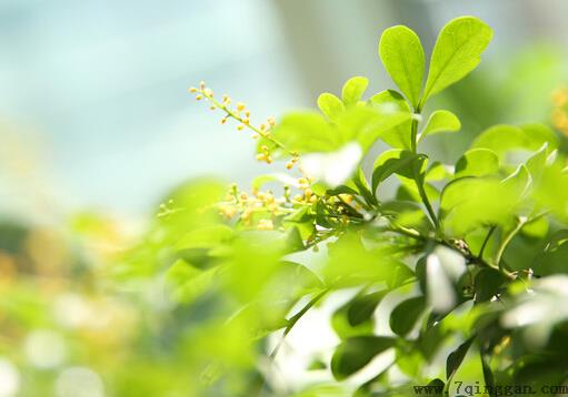 米兰花与家居风格的搭配
