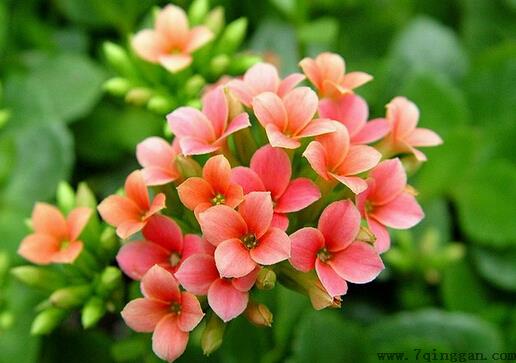 家里有宝宝能养长寿花吗？
