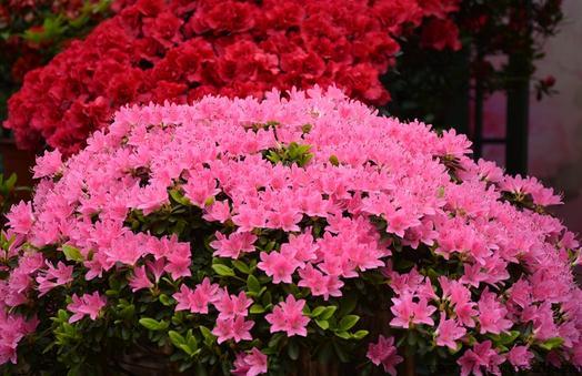 杜鹃花如何养护？