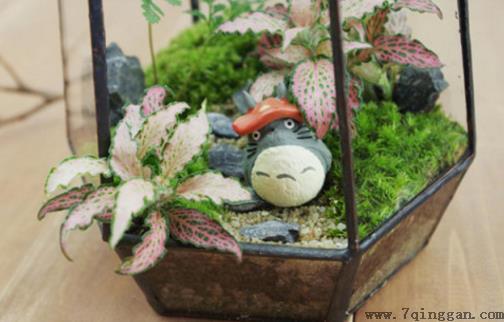 自己DIY苔藓微景观 苔藓微景观养护技巧