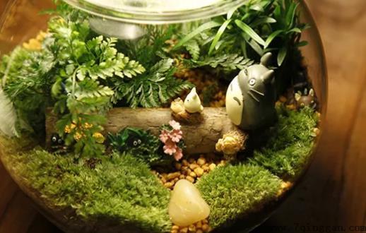 自己DIY苔藓微景观