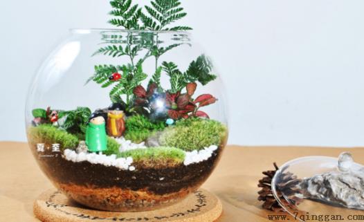 自己DIY苔藓微景观 苔藓微景观养护技巧