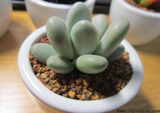 星美人与家居风格的搭配