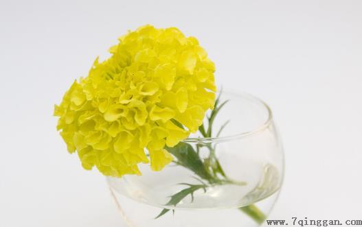 鲜花是高雅礼物 花卉在礼仪交往中的应用形式