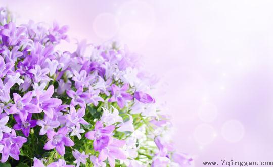这样让鲜花更加鲜艳哦！