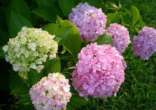 绣球花的风水学应用