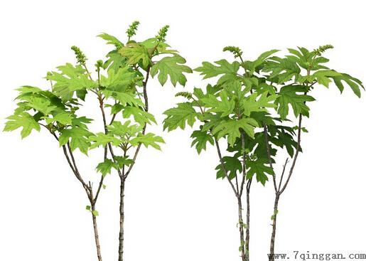 八角金盘的介绍