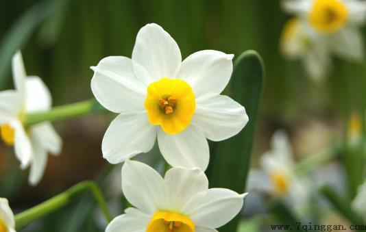 水仙花有毒吗