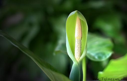 滴水观音是什么？