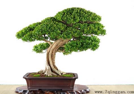 黄杨的养殖方法