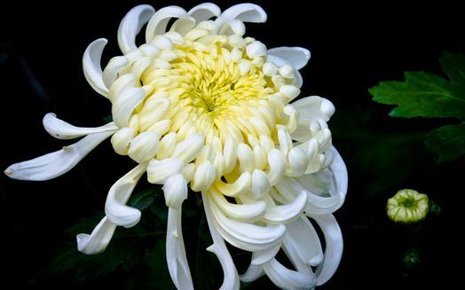 菊花怎么养？