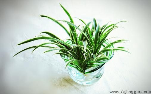 水培植物的水里长绿藻了怎么办
