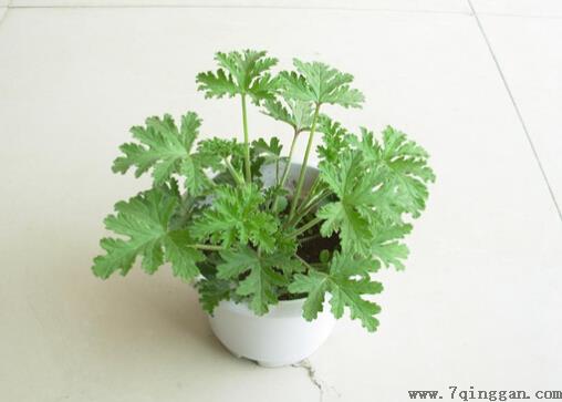 驱蚊草是什么？