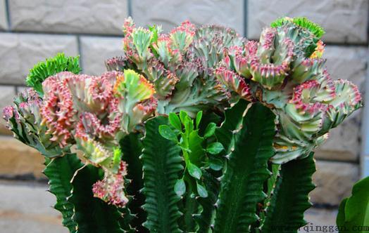 龙骨柱是什么？