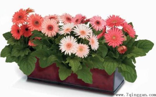 室内养花不足的弥补方法