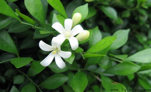 九里香是什么？