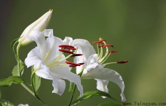 百合花的养殖技巧
