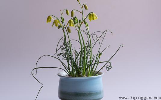 弹簧草的简介