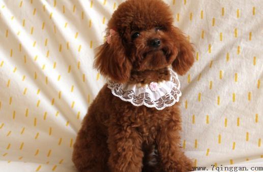 贵宾犬性格温和吗？