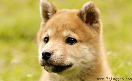 秋田犬是什么品种？