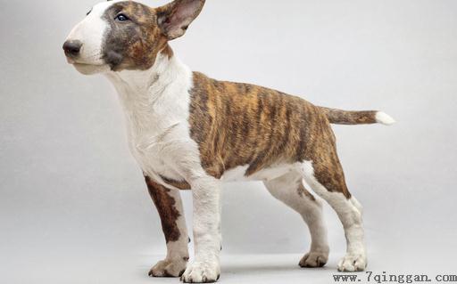 牛头梗犬是怎样的？