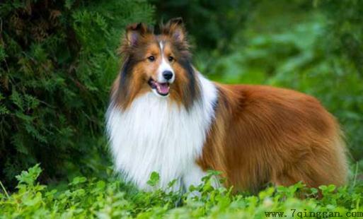喜乐蒂牧羊犬怎样训练？